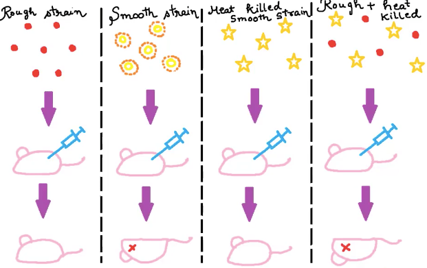 History of Genetics